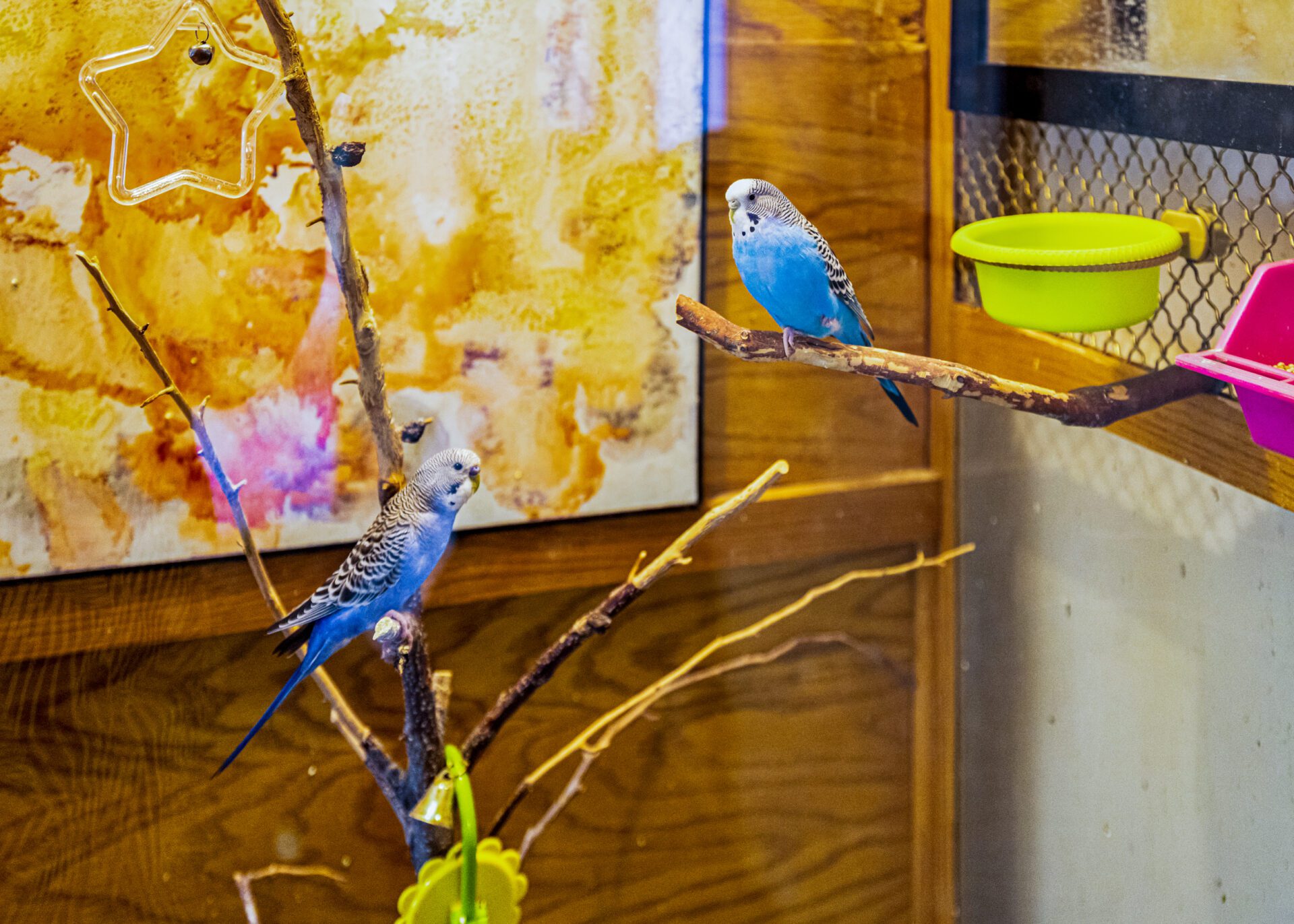 21 Birds
